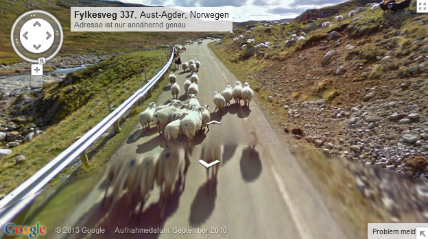 Schafe in Norwegen<br><br>
